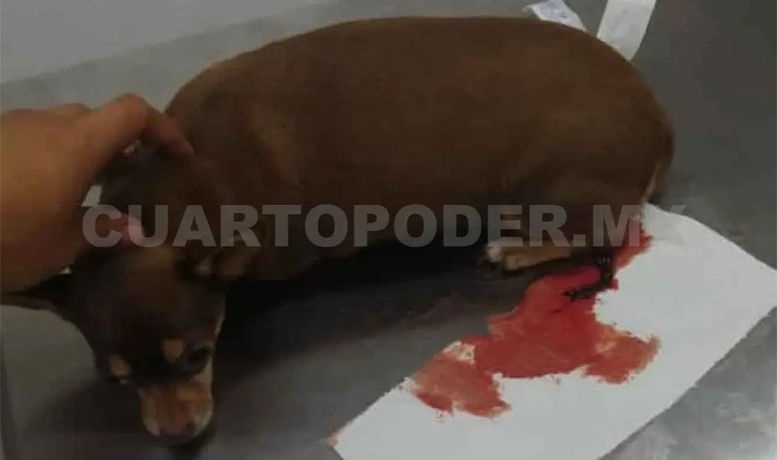 Demandan a veterinarios por malas prácticas