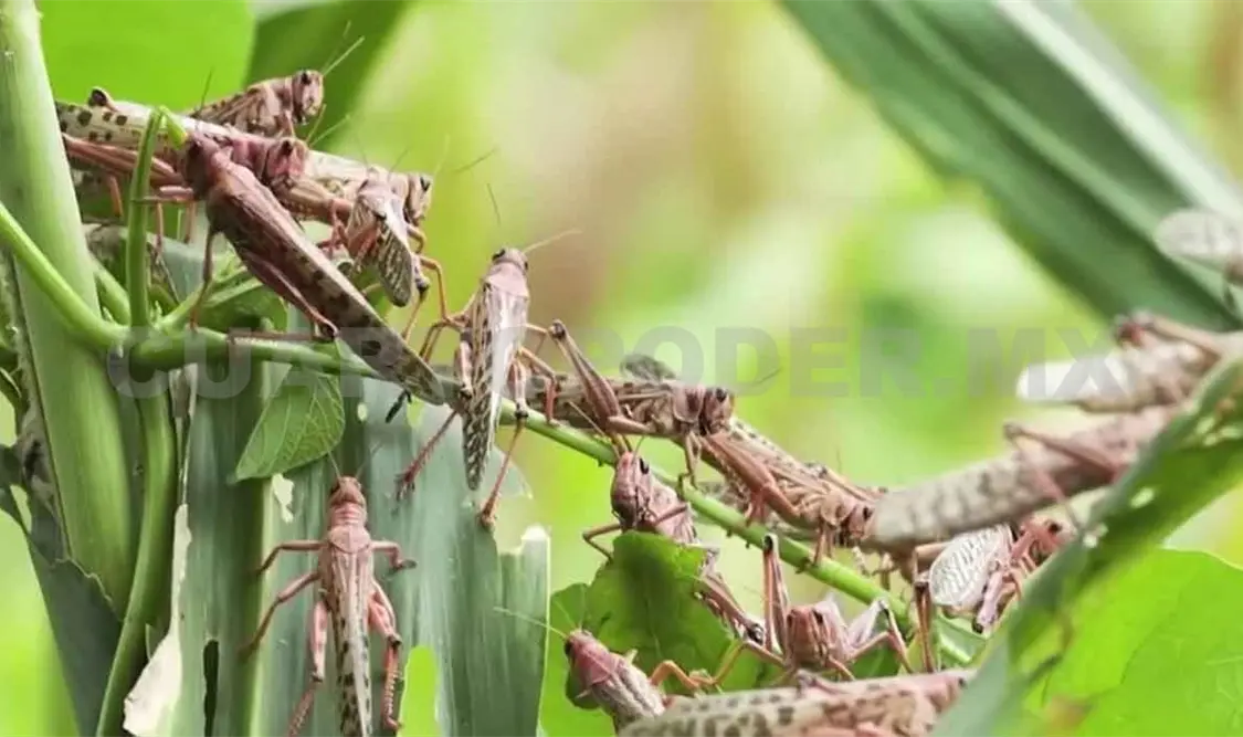 Plaga de chapulines afecta a productores