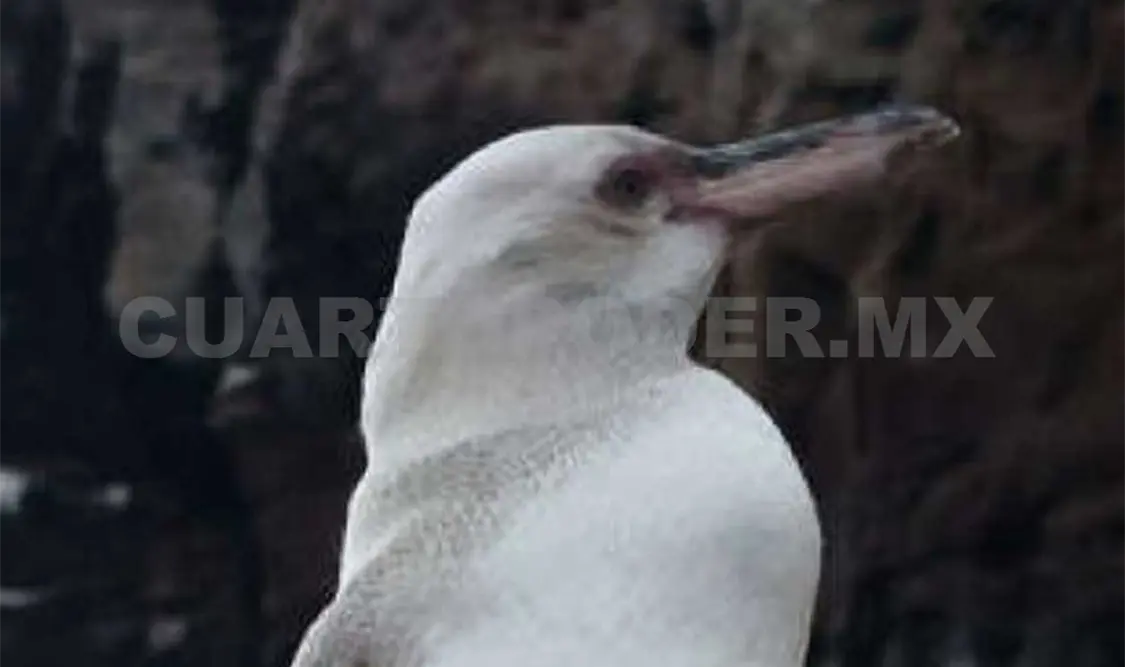Estos animales también son resistentes a la luz solar. Agencias