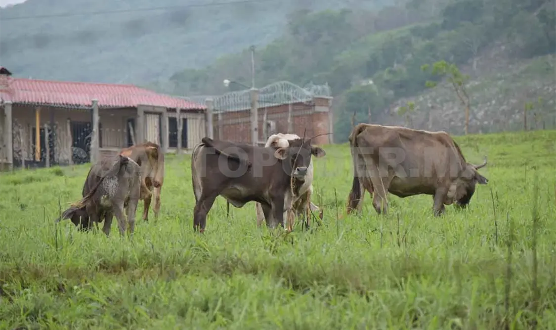 Incrementa exportación de ganado bovino a EUA