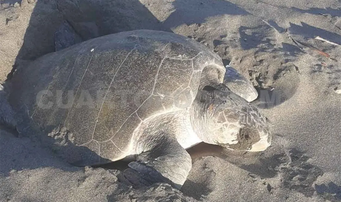 Disminuye el saqueo de huevos de tortugas