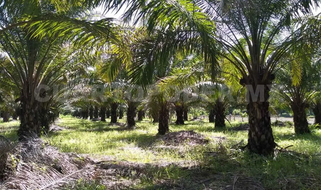 Aumenta la producción de palma de aceite