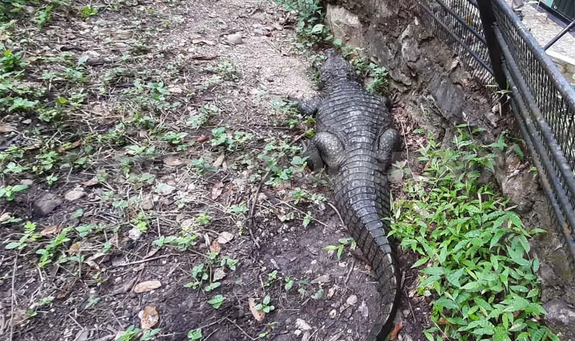Priorizan a cocodrilo de pantano para conservación