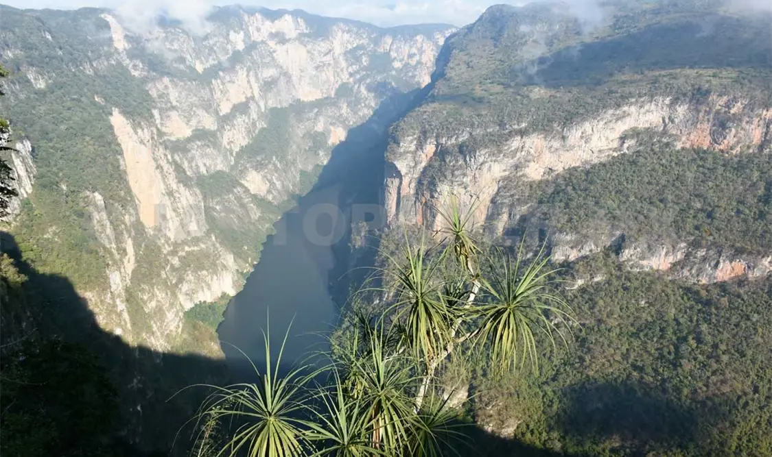 Reintroducción del mono araña, todo un logro