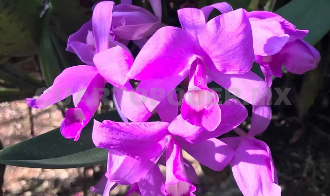 Saquean flora para adornos navideños