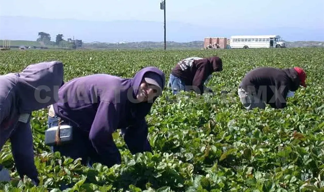 Se enviaron a Canadá 993 jornaleros