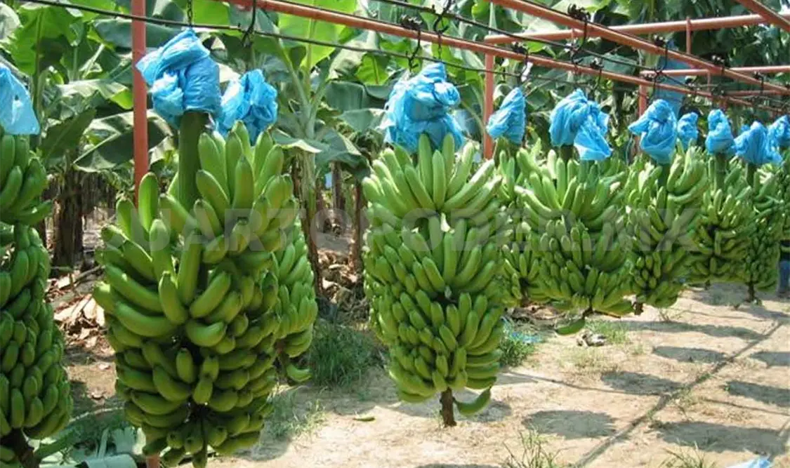 Cae demanda nacional e internacional de plátano