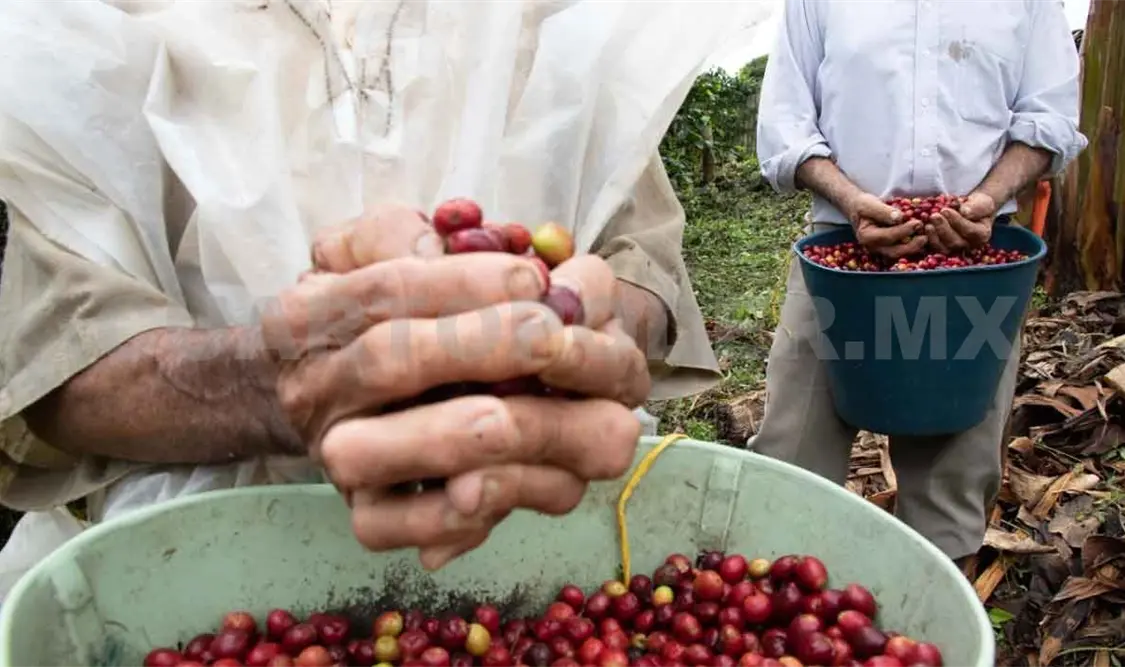 Desarrollan plantas de café resistentes a plagas