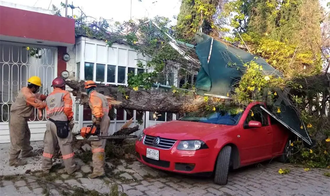 Automóvil es aplastado por pino de 10 metros