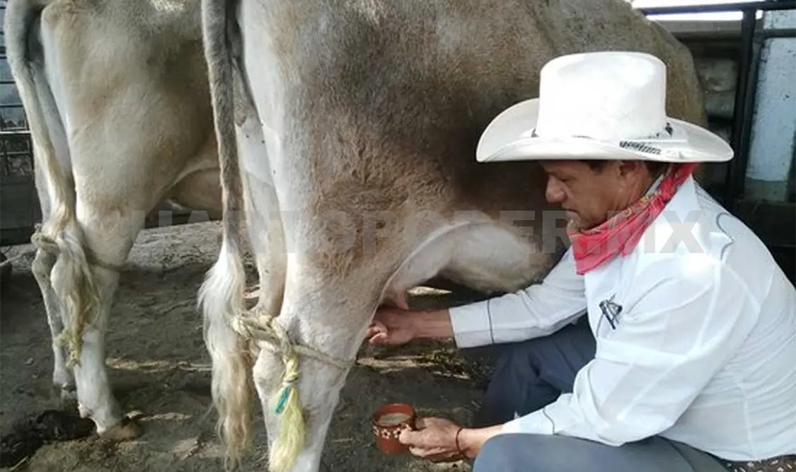 Disminuye producción de leche en Arriaga