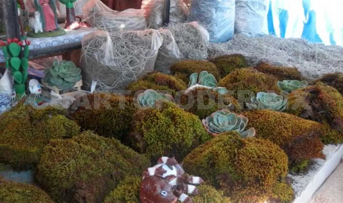 Continúa extracción de plantas protegidas