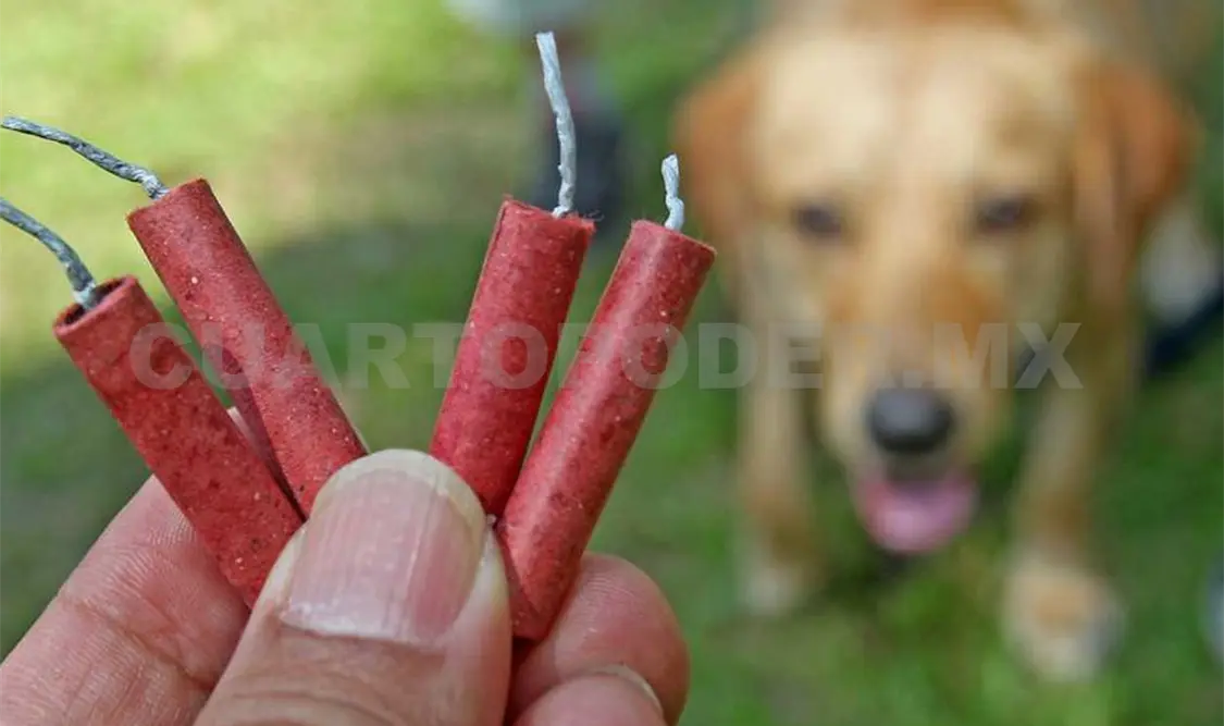 En Tuxtla se documentaron casos de perros que perdieron la vida por las explosiones. CP