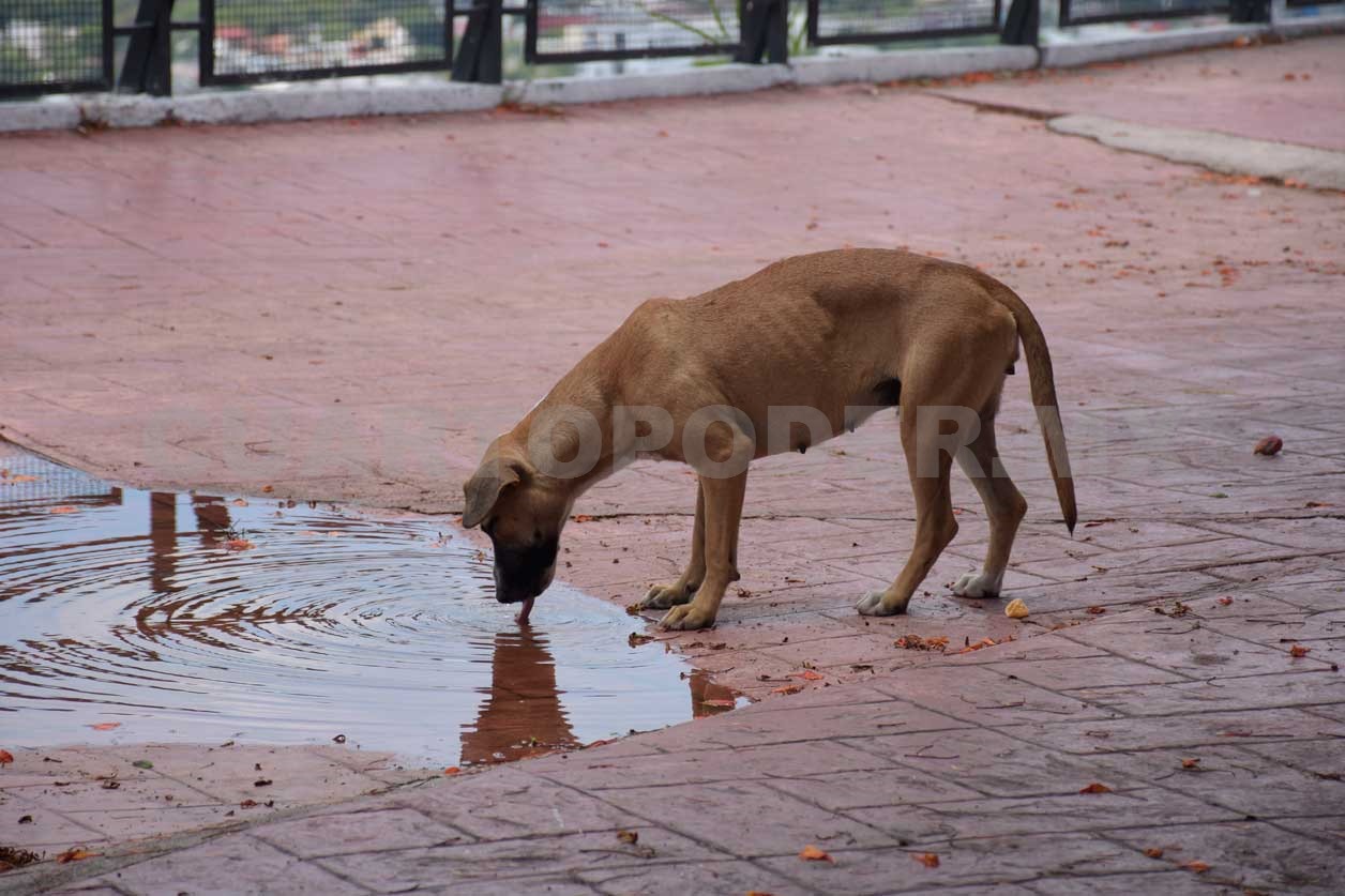 los perros callejeros son un problema