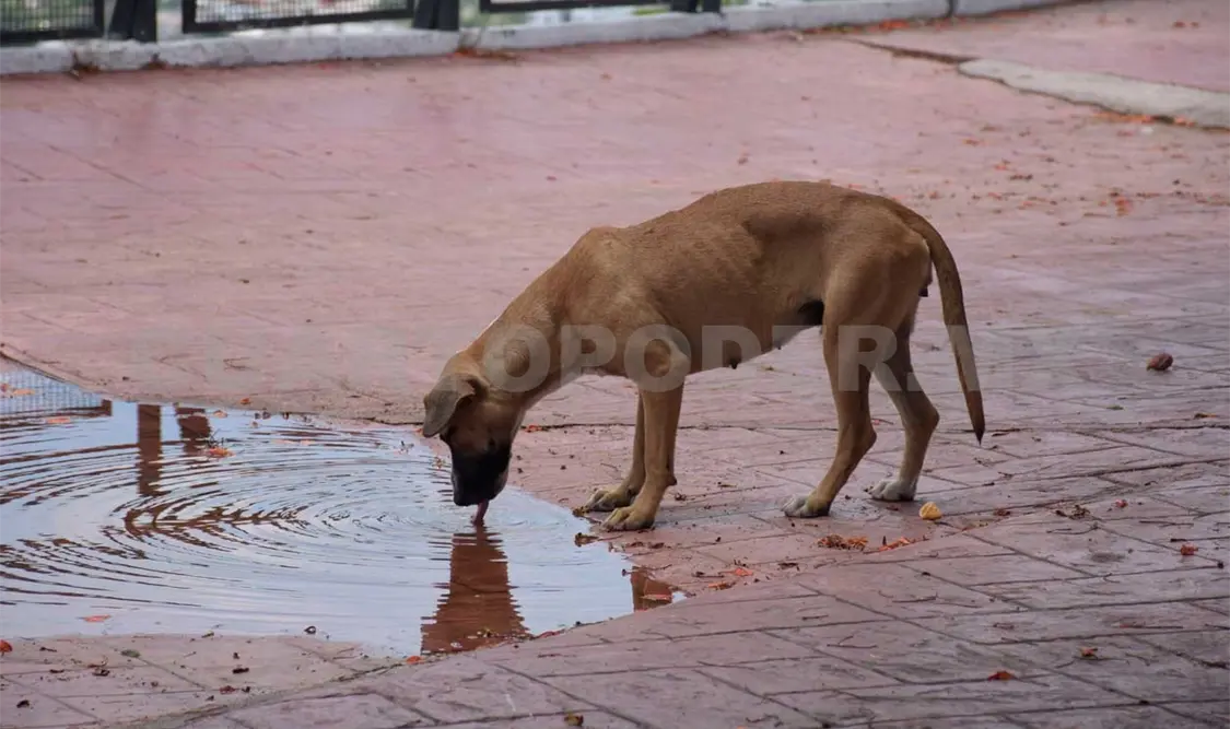 Exigen solucionar problema de perros callejeros