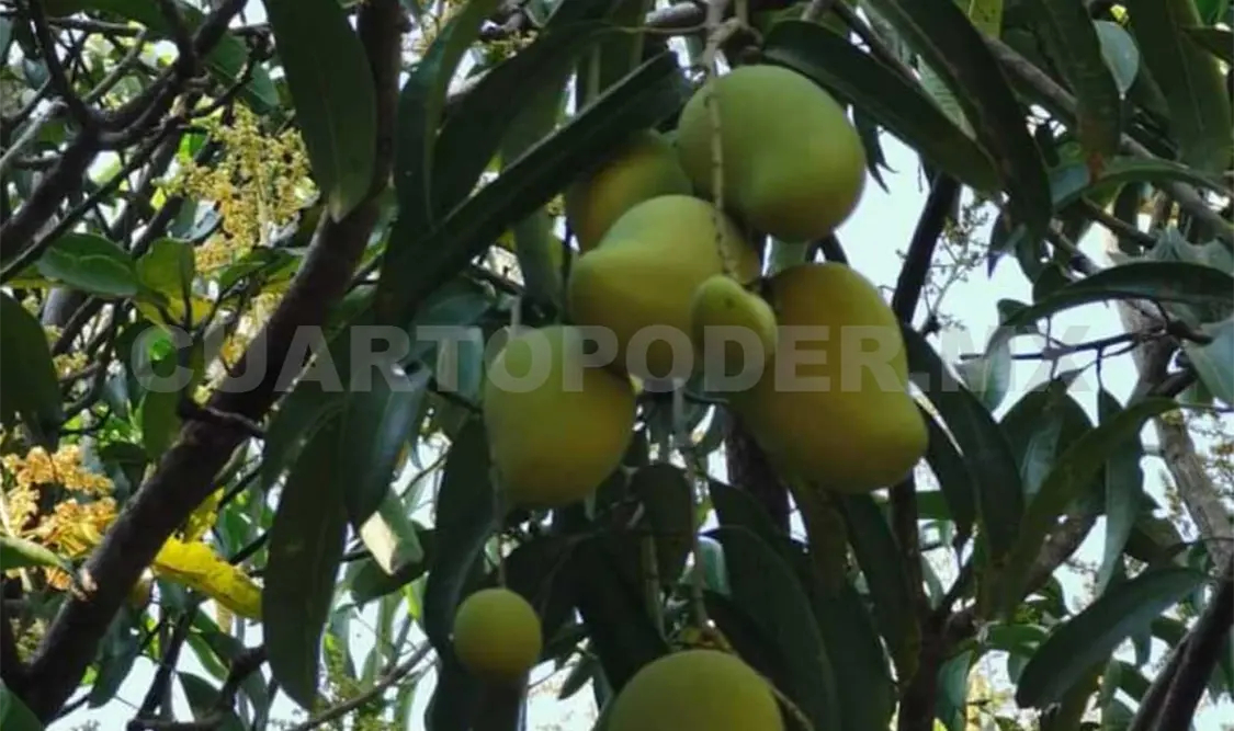 Campesinos se oponen a medidas fitosanitarias