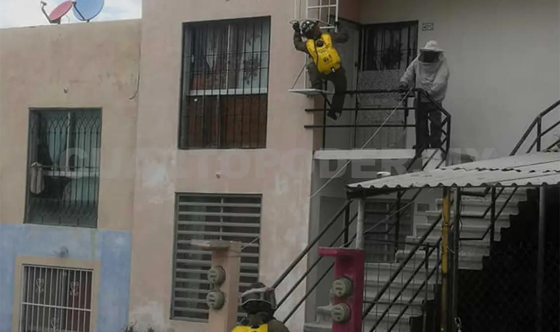 Abejas atacan a 10 personas; tres hospitalizadas
