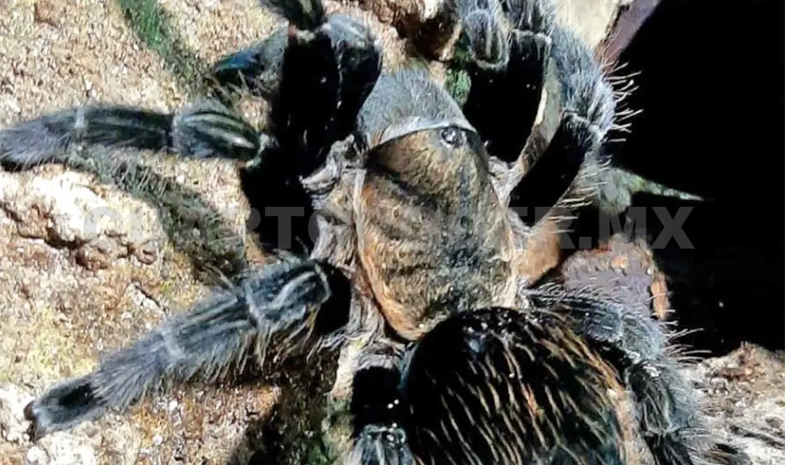 Producción de grillos, gourmet para arañas y tarántulas