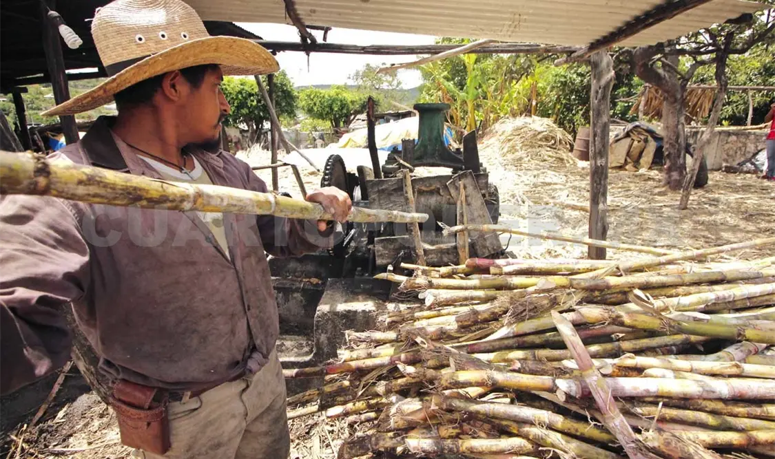 Aunque las superficies sembradas crecieron, la producción no fue favorable. Diego Pérez / CP
