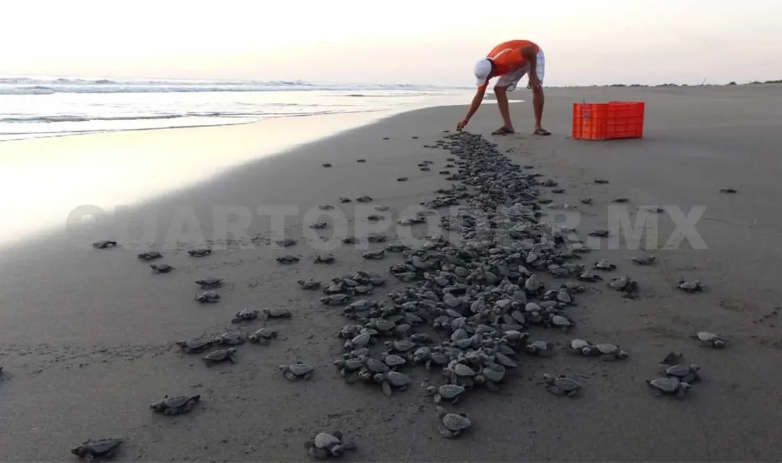 Tortugas marinas en Chiapas, el peligro de la anidación