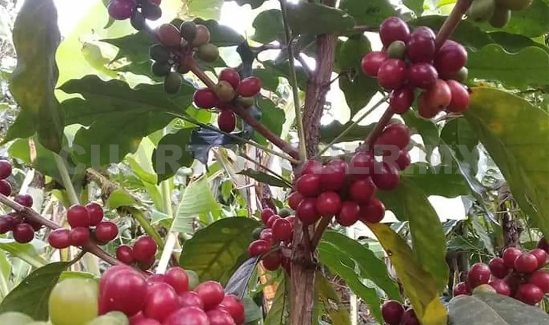 Sector cafetalero enfrenta escasez de mano de obra