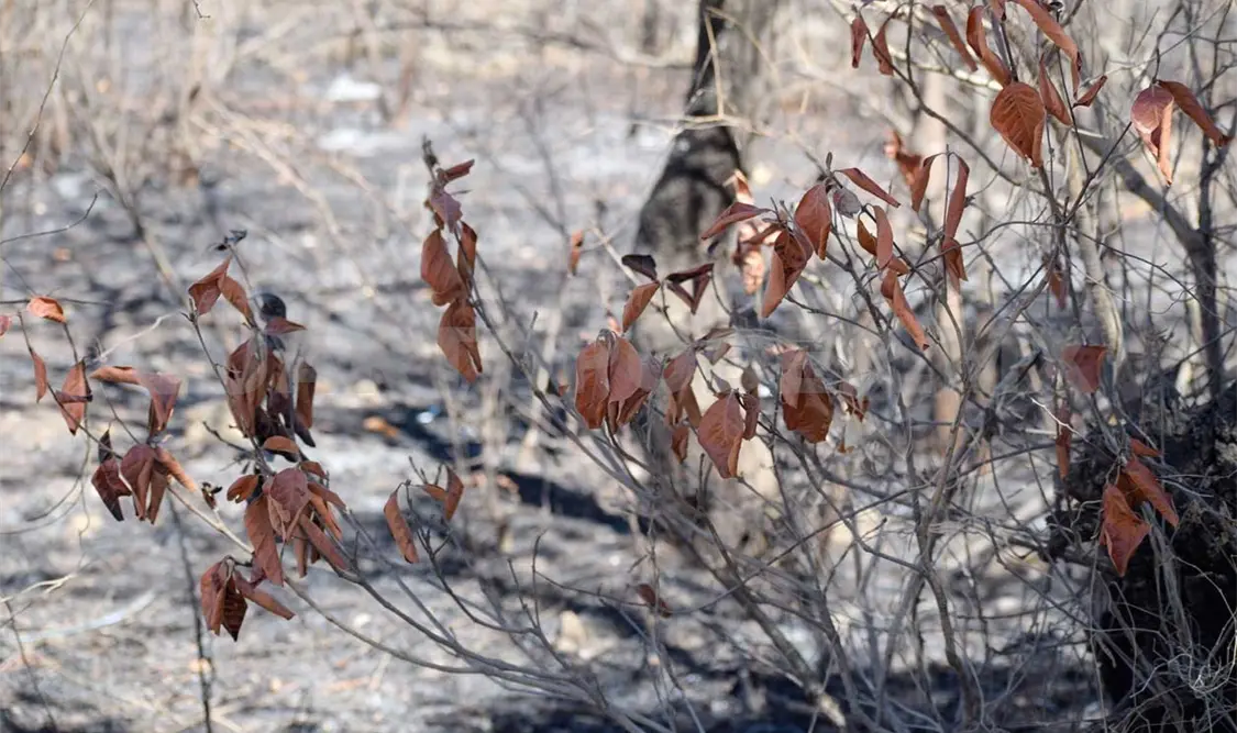Comienzan los incendios forestales en Chiapas