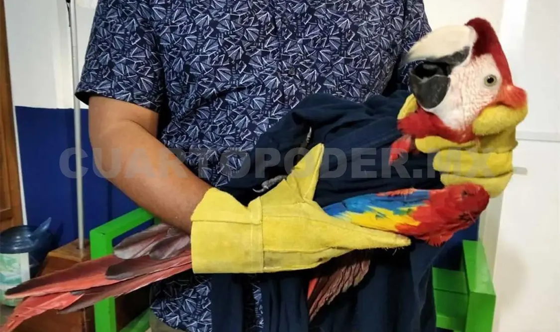 Rescatan guacamaya roja en Palenque