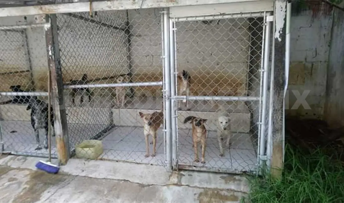 Inscritos en programa más de 200 perros