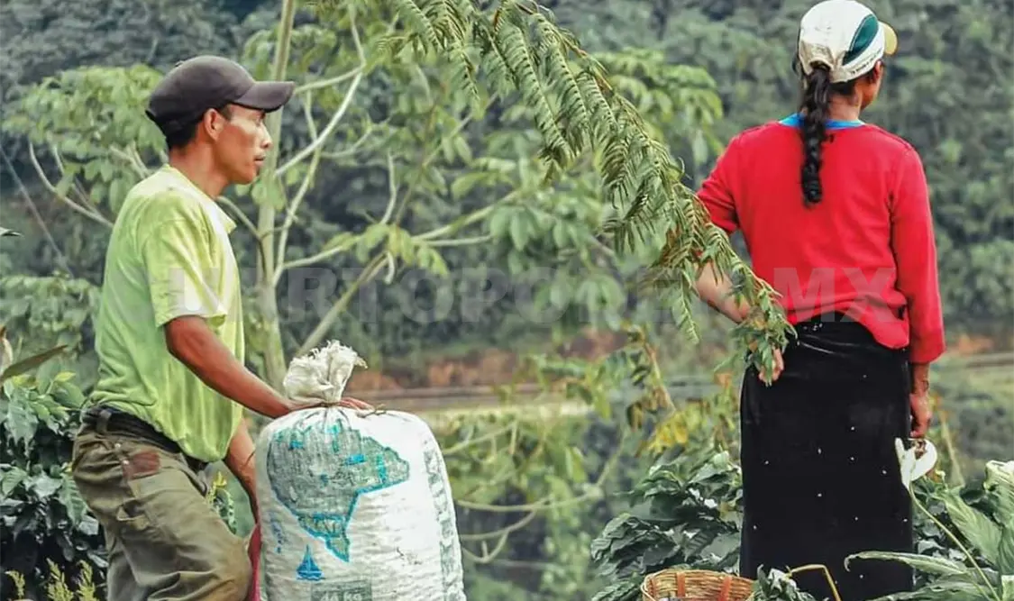 Acosa INM a empleados agrícolas de Guatemala