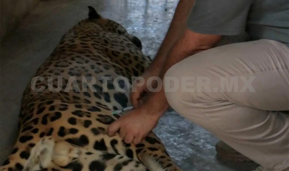 Médicos mantienen atención de especies