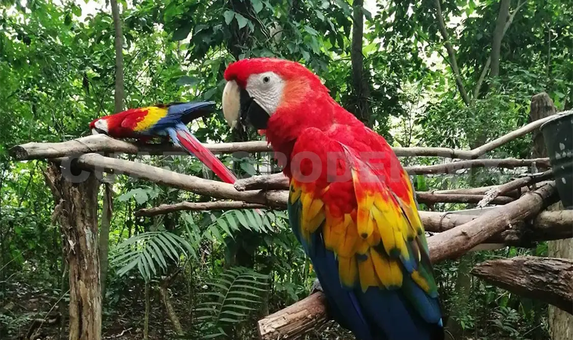 Solicita Aluxes donación para el cuidado de fauna