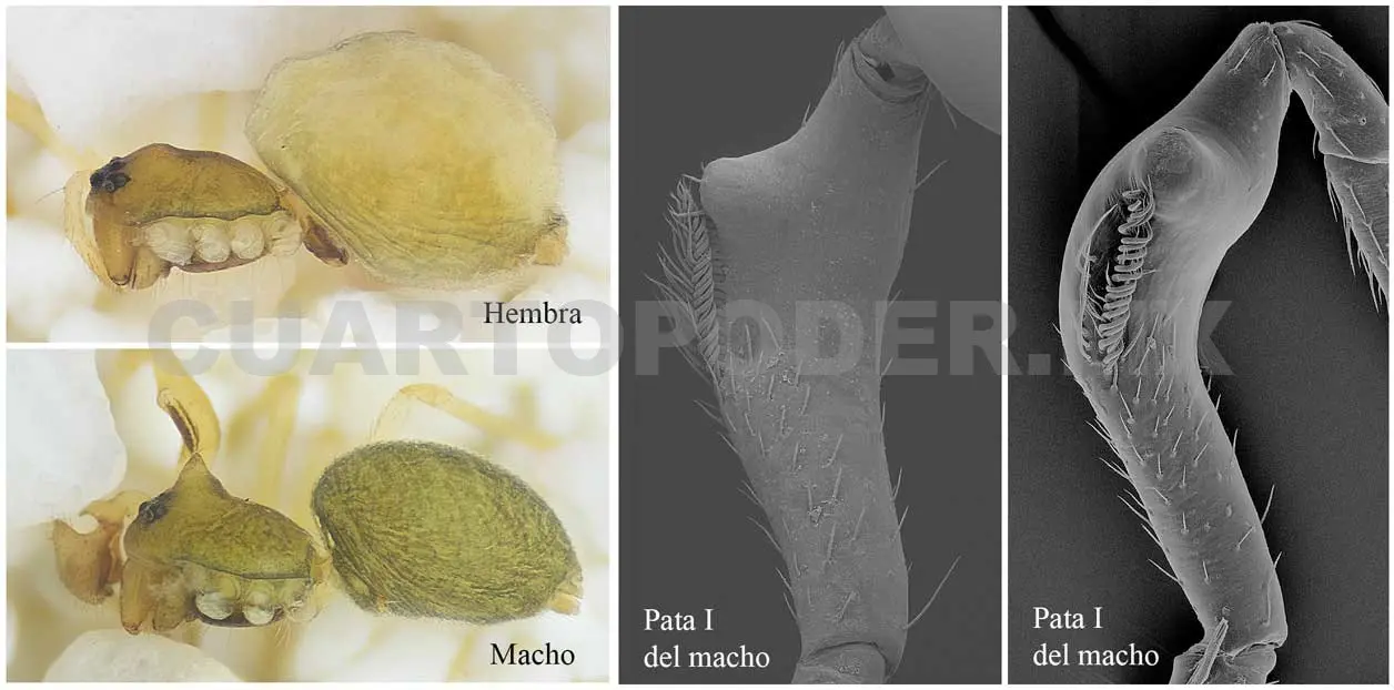 Investigadores encuentran nuevo género de arañas