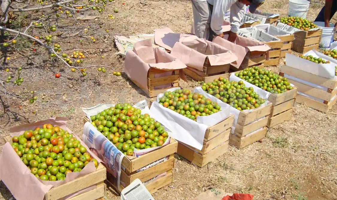 Productores de jocote avizoran mal panorama