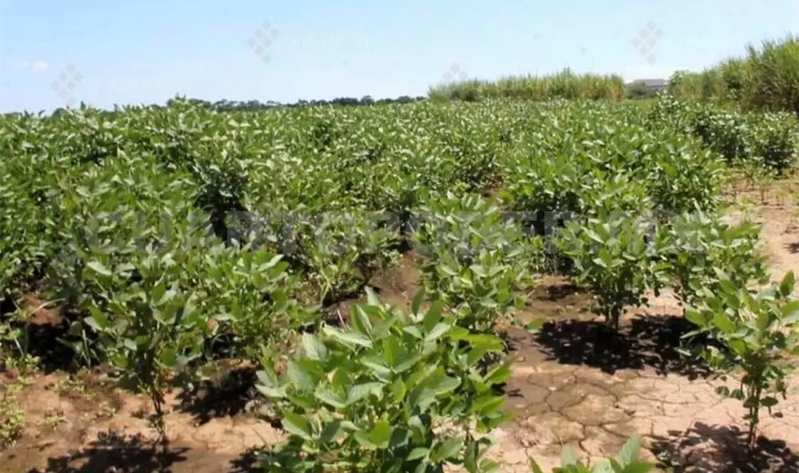 Urgen apoyos: productores de soya