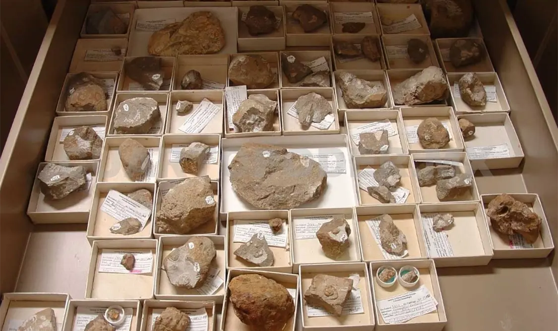 Resguarda colección paleontológica única