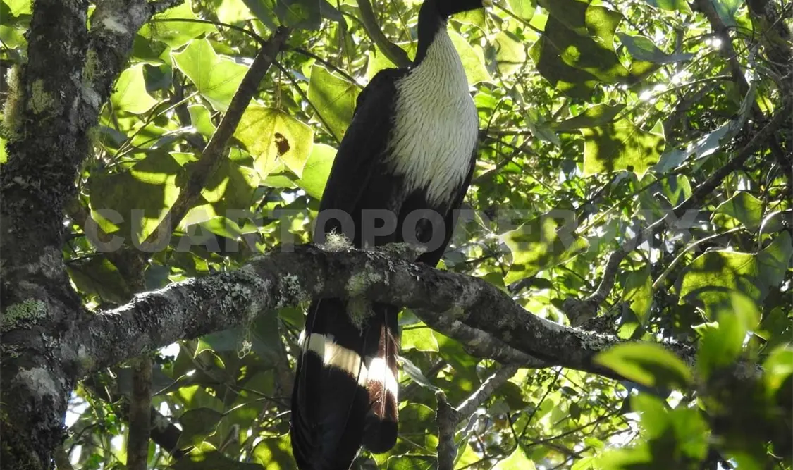 El pavón, una especie conservada en el Tacaná