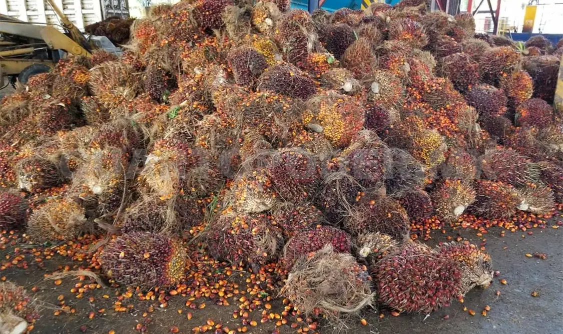 Merma producción de palma de aceite en un 80 por ciento