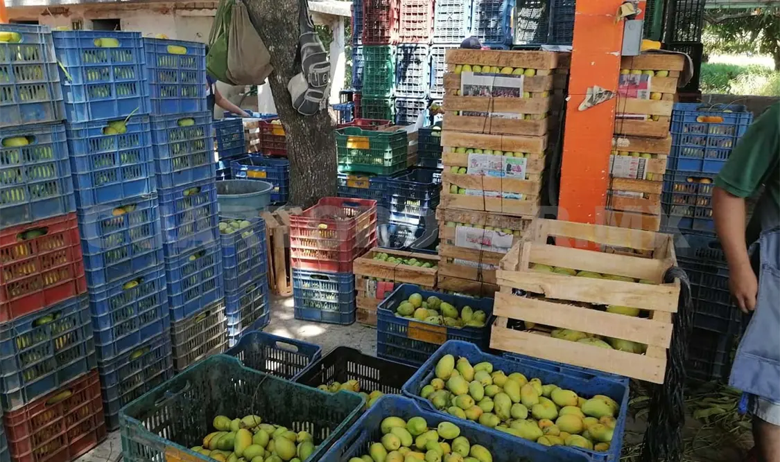 Disminuye cosecha de mango