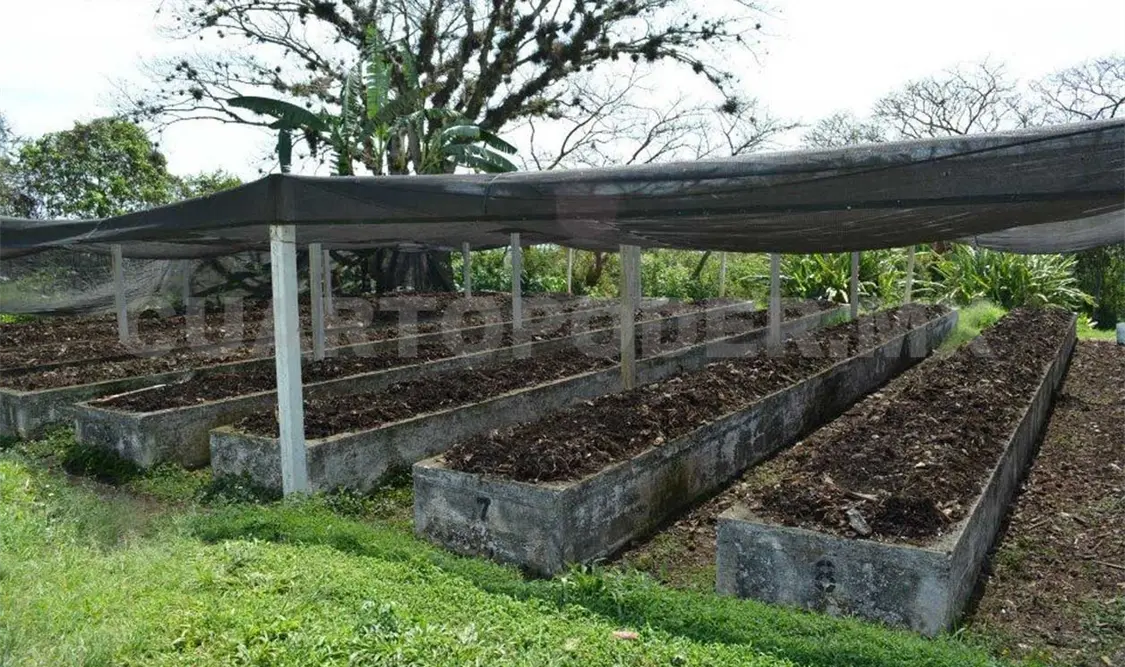 Abono orgánico, alternativa para cafeticultores