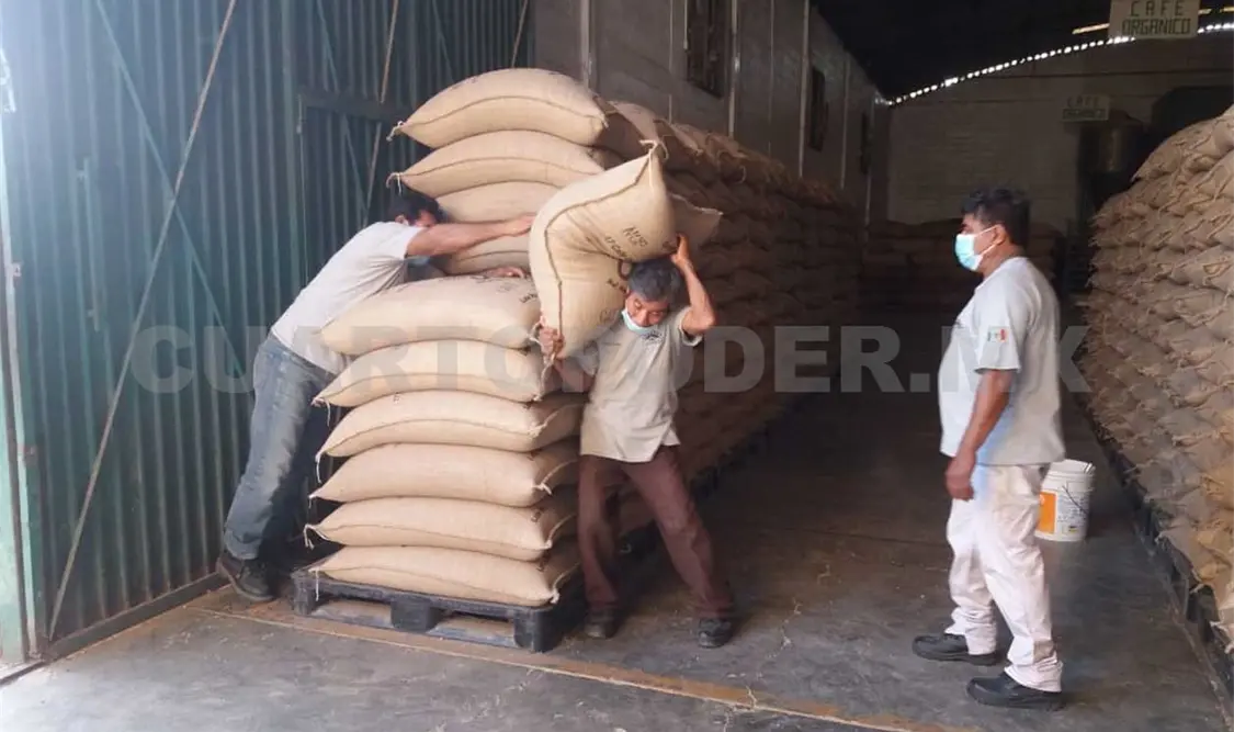 Productores indígenas exportan café orgánico