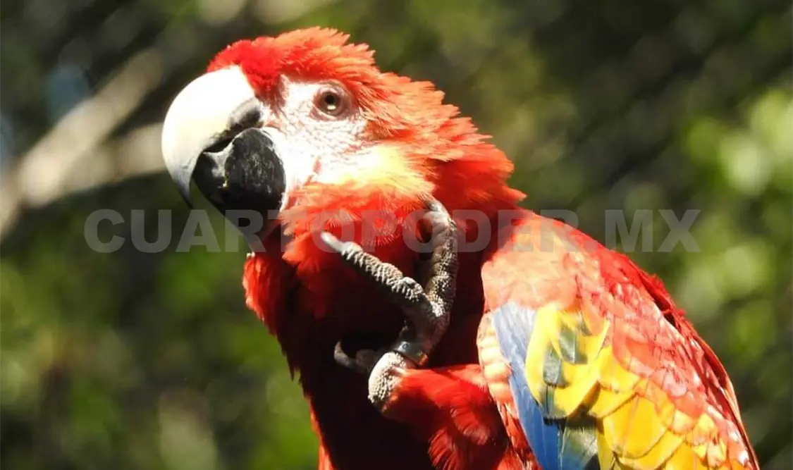 Enjambres de abejas atacaron a 15 guacamayas