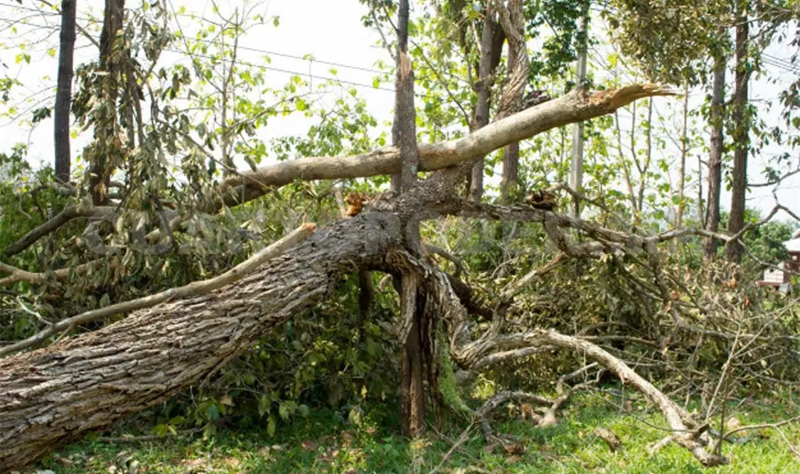 Los fuertes vientos iniciaron durante la mañana del viernes y hasta este sábado continuaron. Cortesía