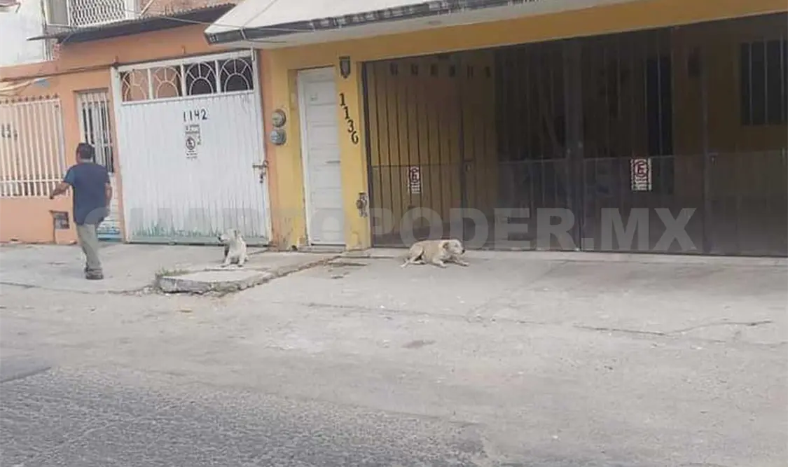 Piden detener ataques de perros callejeros