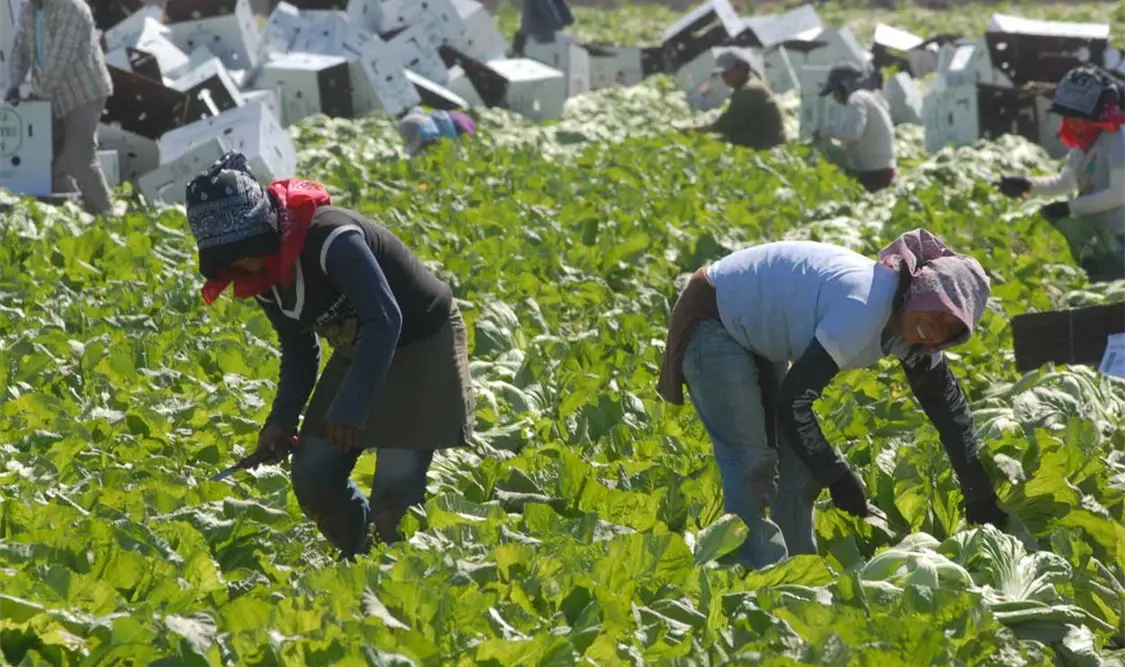 López Obrador planteará a su homólogo de EUA un acuerdo para que los trabajadores mexicanos puedan laborar en ese país por la vía legal. Cortesía