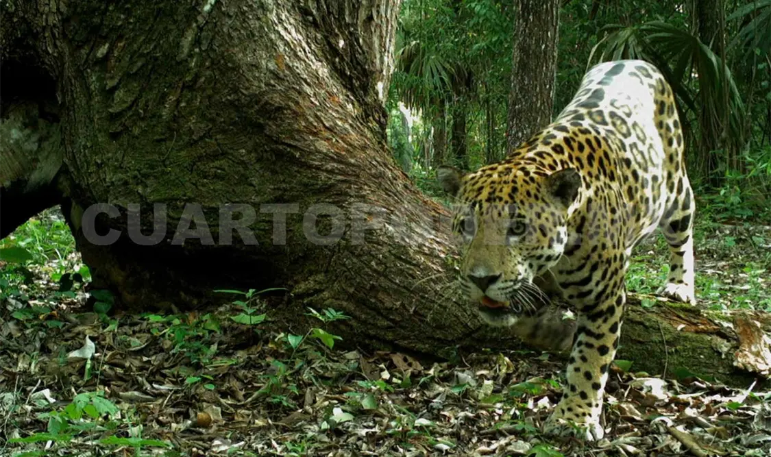 Sensibilizan a ganaderos sobre el jaguar
