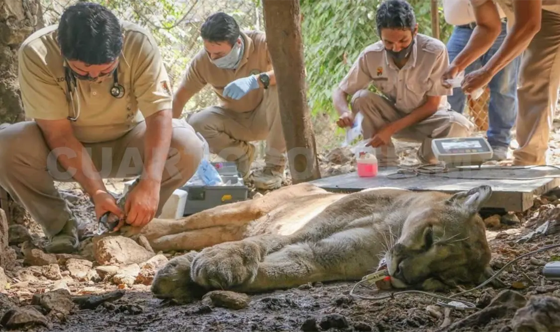 Puma recibe atención preventiva