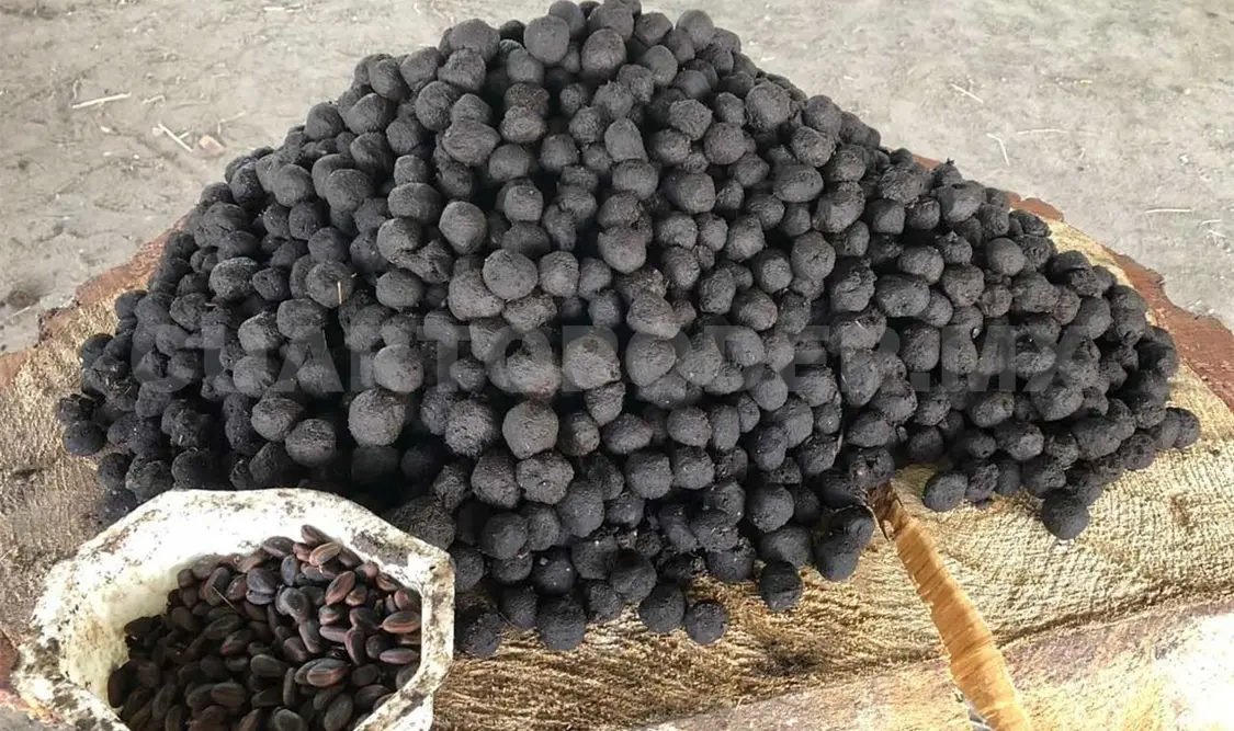 Dispersan semillas en zonas deforestadas