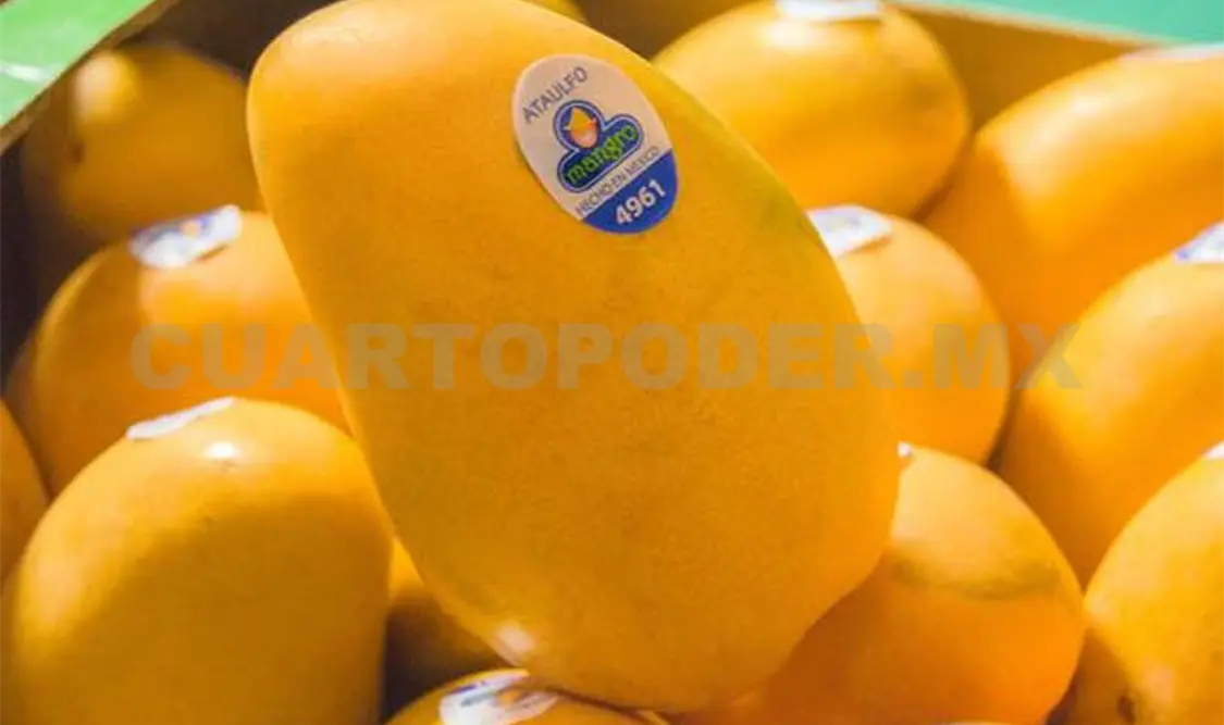 Identifican clones de mango Ataulfo
