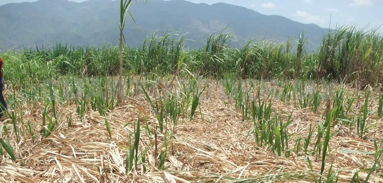 Productos chiapanecos con buena demanda