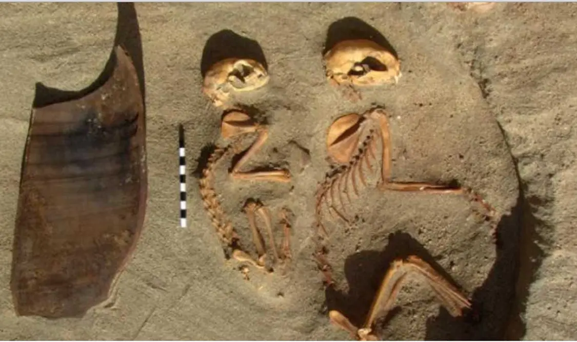 En las costas del mar Rojo fue encontrado un cementerio de mascotas que data de hace más de 2 mil años. Cortesía