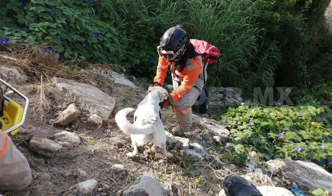 Rescatan fauna silvestre y doméstica en incendios
